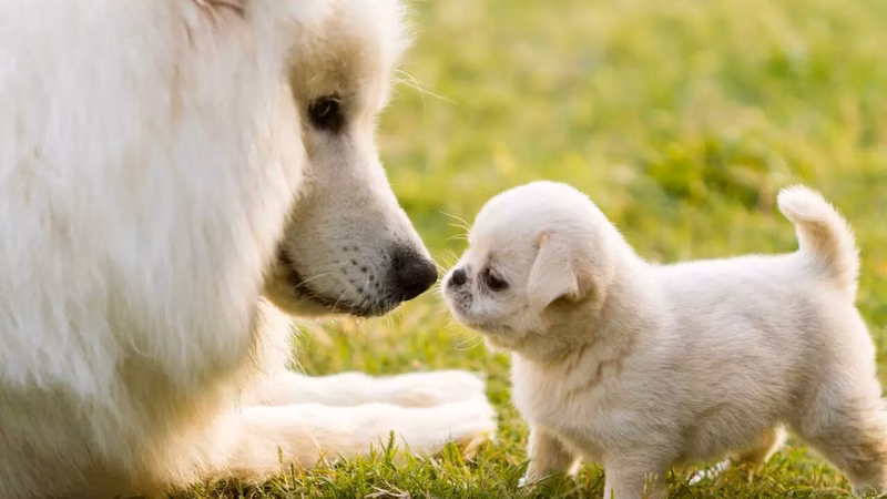 Inhumane act: Puppies burned to death in West Bengal for whimpering in cold; animal lovers protest