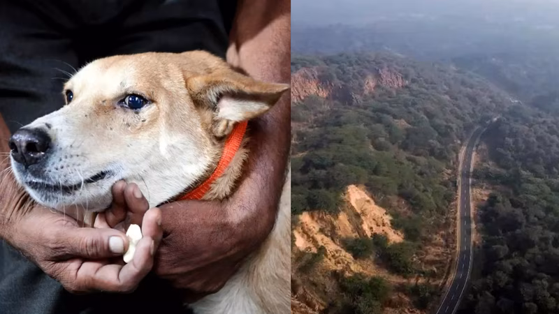 Aravalli, stray dogs & fireworks: 2025 was a year of flip flops in SC