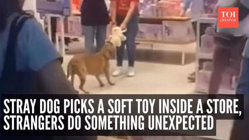 Watch: Stray dog picks a soft toy inside a store, strangers do something unexpected