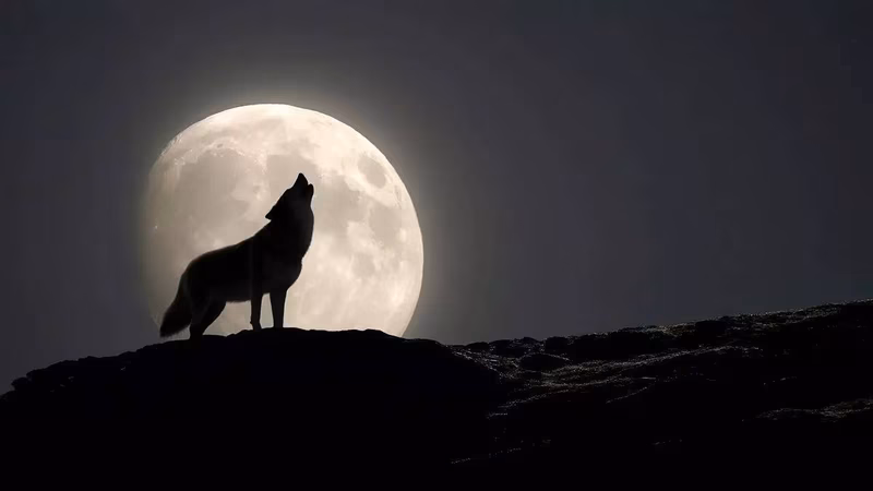 Wolf Supermoon 2026 to light up the skies this weekend: Best time to watch