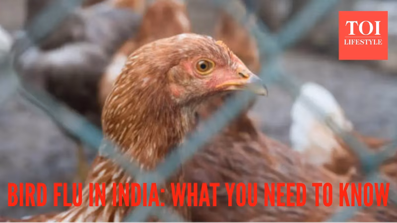 Bird flu outbreak in India: Early symptoms, preventive tips to know