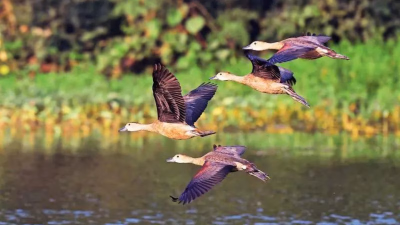 Winged visitors bank on Yamuna: Ecological threats worry birders; survey teams spot 131 species