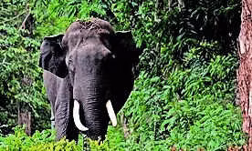 Human-elephant conflict spikes in Jharkhand, 22 people dead in 21 days