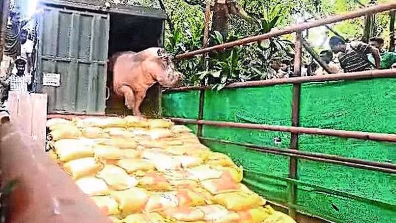 Unable to move, hippo stuck in Kolkata zoo pool for 2 weeks