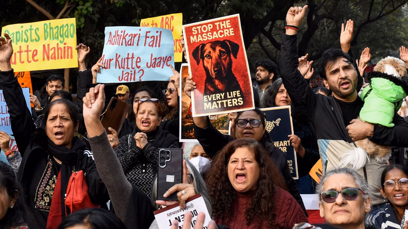 'Take them to your house': SC questions dog feeding groups; compensation warning for states