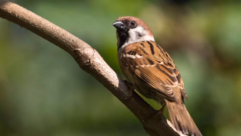 What house sparrows can teach us about evolution, survival, and a changing planet
