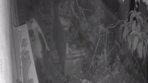 Bengaluru horror: Restaurant security guard smashes puppy to death