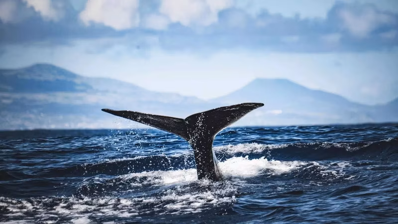 5,000-year-old whale bones and harpoons reveal organised whaling