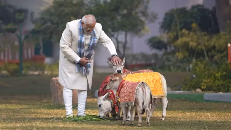 PM Modi's moment from Makar Sankranti; feeds cows at his residence — watch